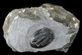 Mrakibina Trilobite - Mrakib, Morocco #174711-1